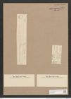 Synedra acus Kuetz. (de-Toni-Nr.: Genus 66, Species 2590) Zeichnungen Sammlung Grunow Nr. 5270 (NHMW-BOT-W0373651)